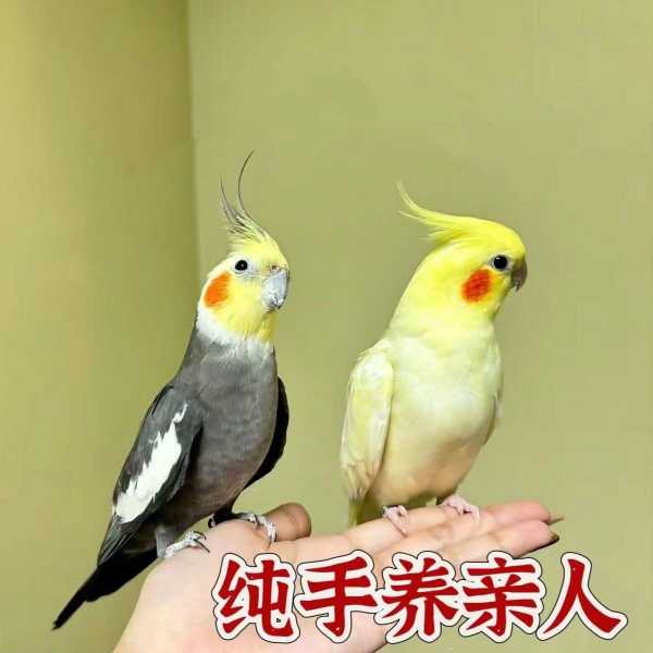 0171A4A3-5843-4377-A1F0-A21D7ED91674.jpeg
